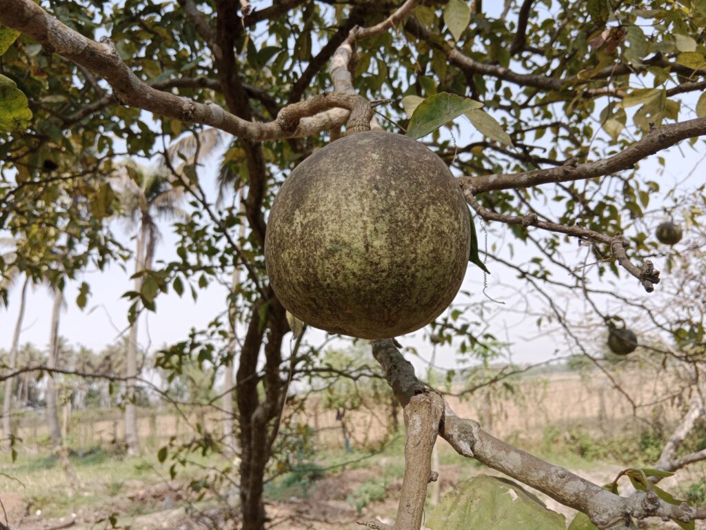 Bael Farming Profit Per Acre