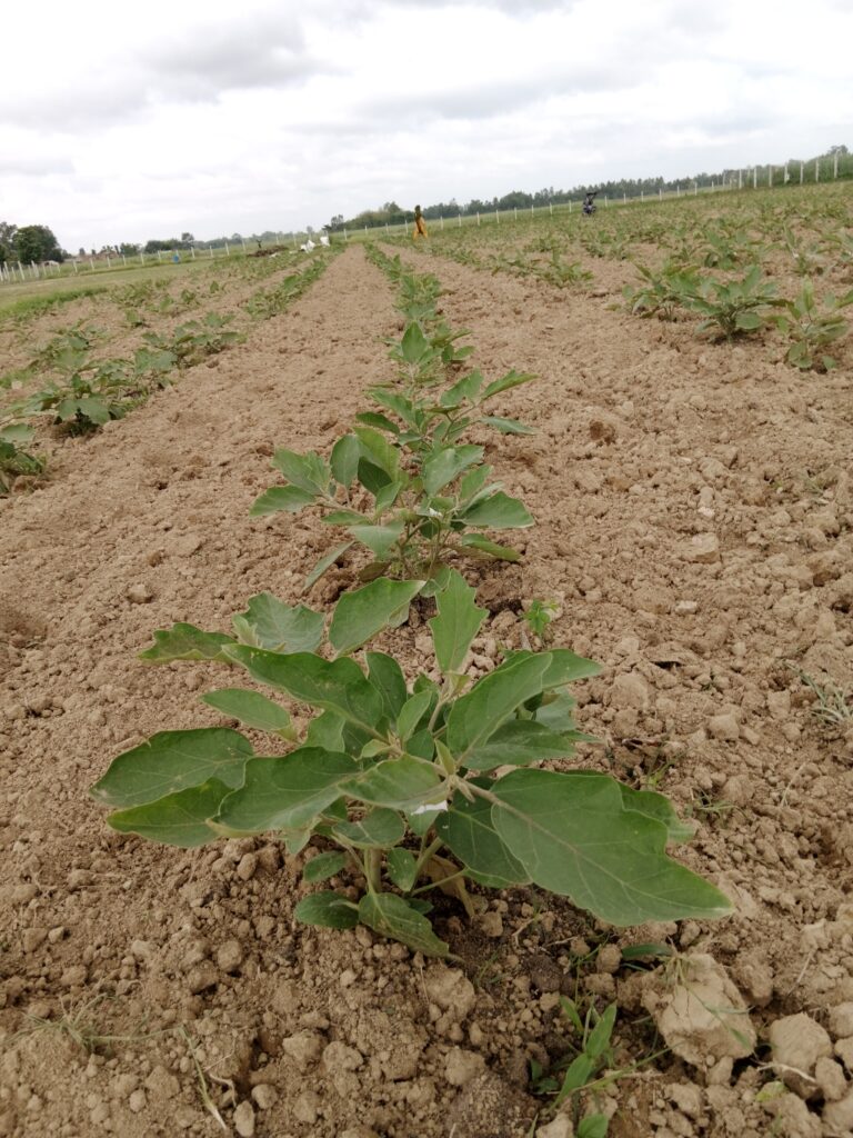 Brinjal (Eggplant) Farming Profit Per Acre