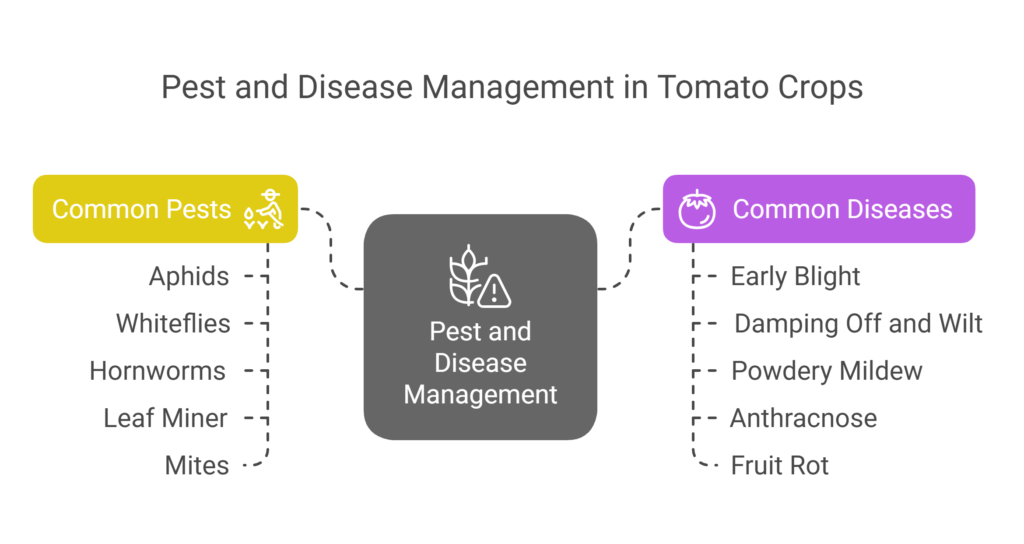 Tomato Farming Profit per Acre