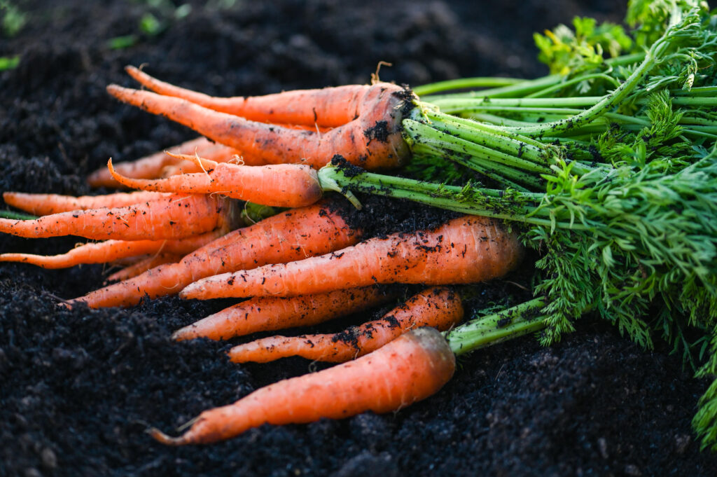 Carrot Farming Profit Per Acre
