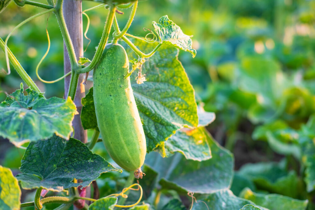 Cucumber Farming profit per Acre