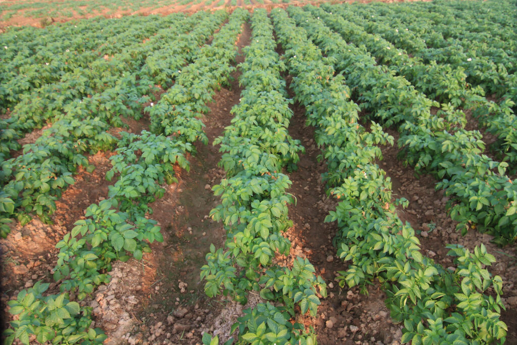 Potato Farming profit Per Acre