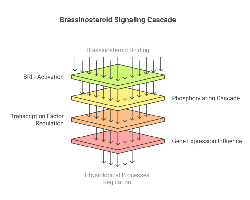 Development of ABCB-Type Activity Sensors for Auxin/Brassinosteroids