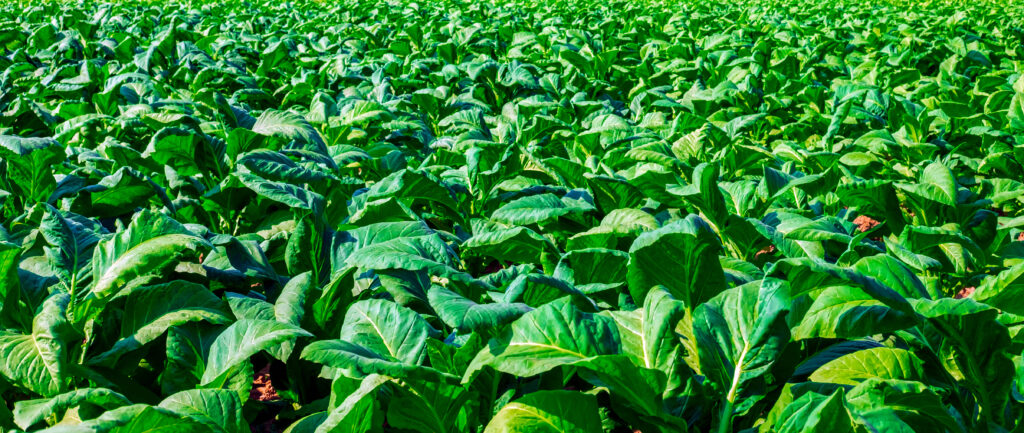 Tobacco Farming Profit Per Acre