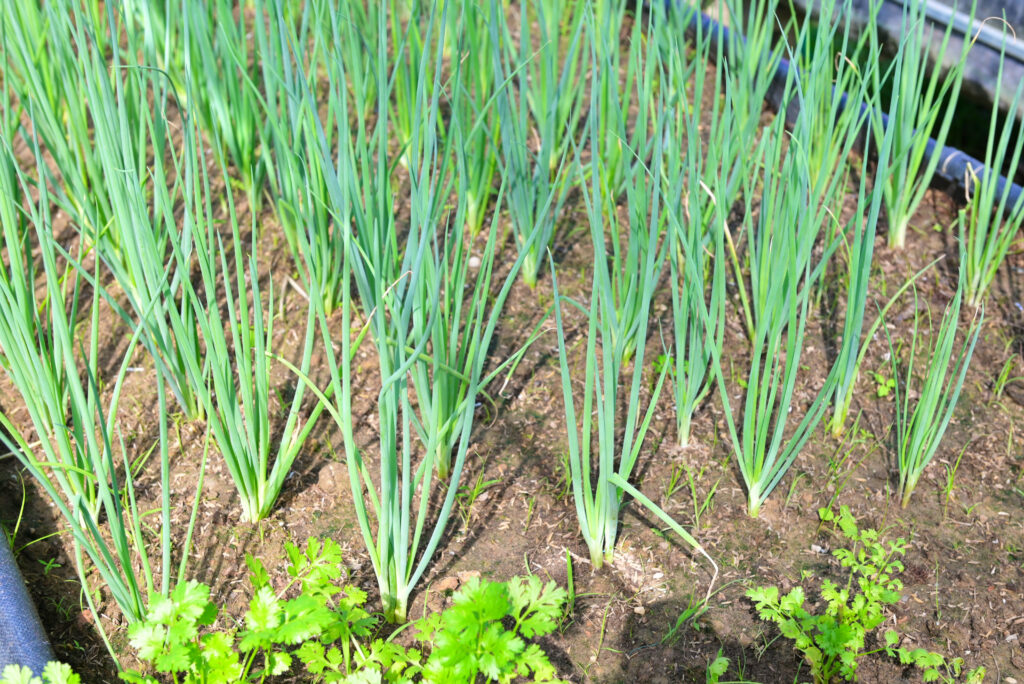 Onion Farming Profit Per Acre