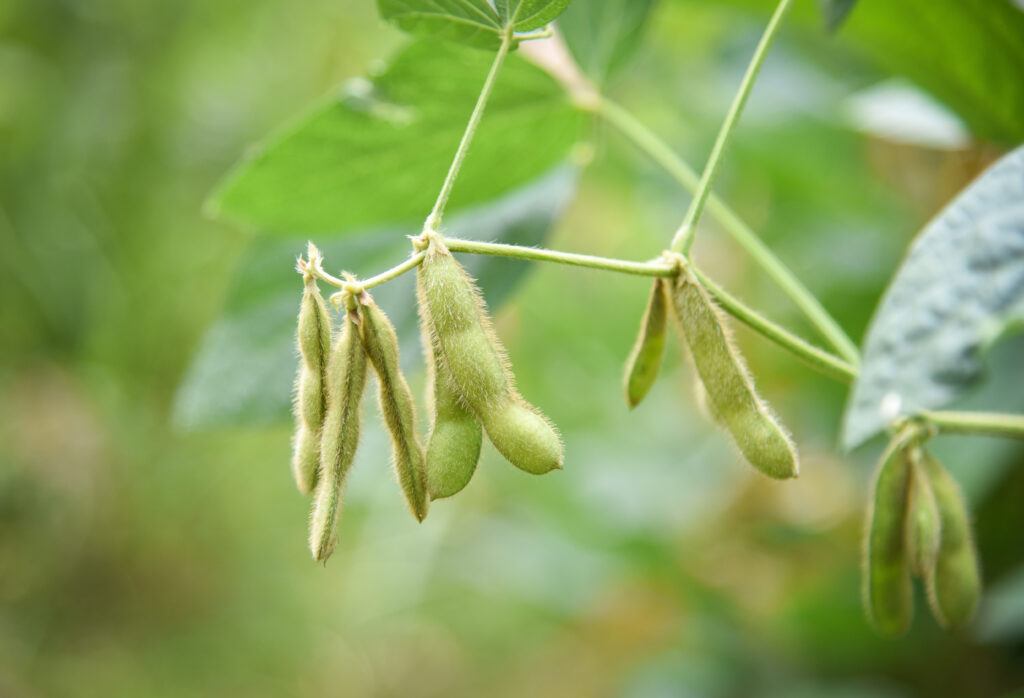 Soybean Farming Profit Per Acre