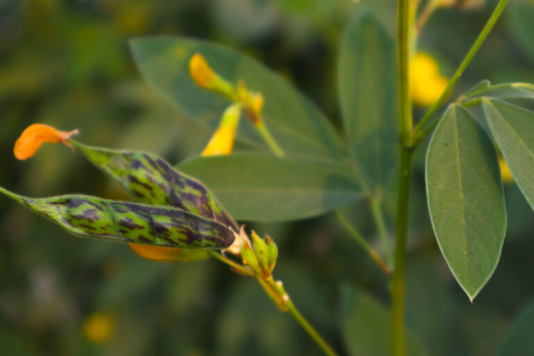Pigeon Pea Farming Profit per Acre