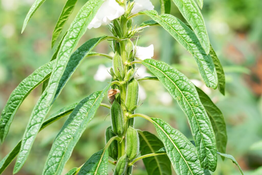 Sesame Farming Profit Per Acre