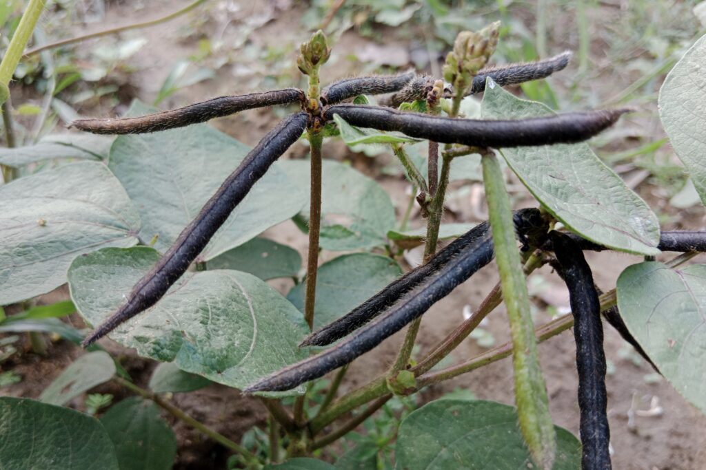 Mung bean Farming Profit Per Acre