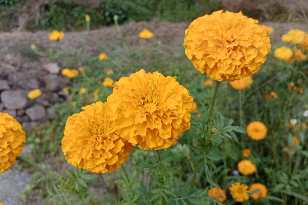 Marigold Farming Profit Per Acre