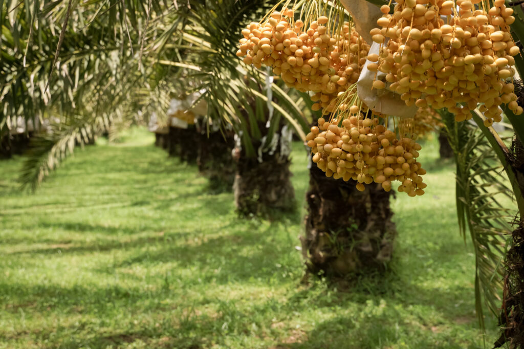 Date Palm Farming Profit Per Acre