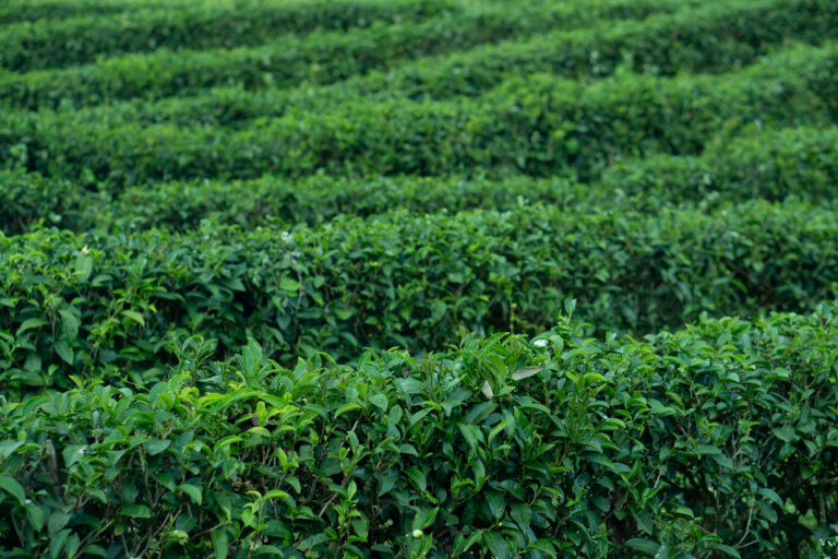 Tea Farming Profit Per Acre