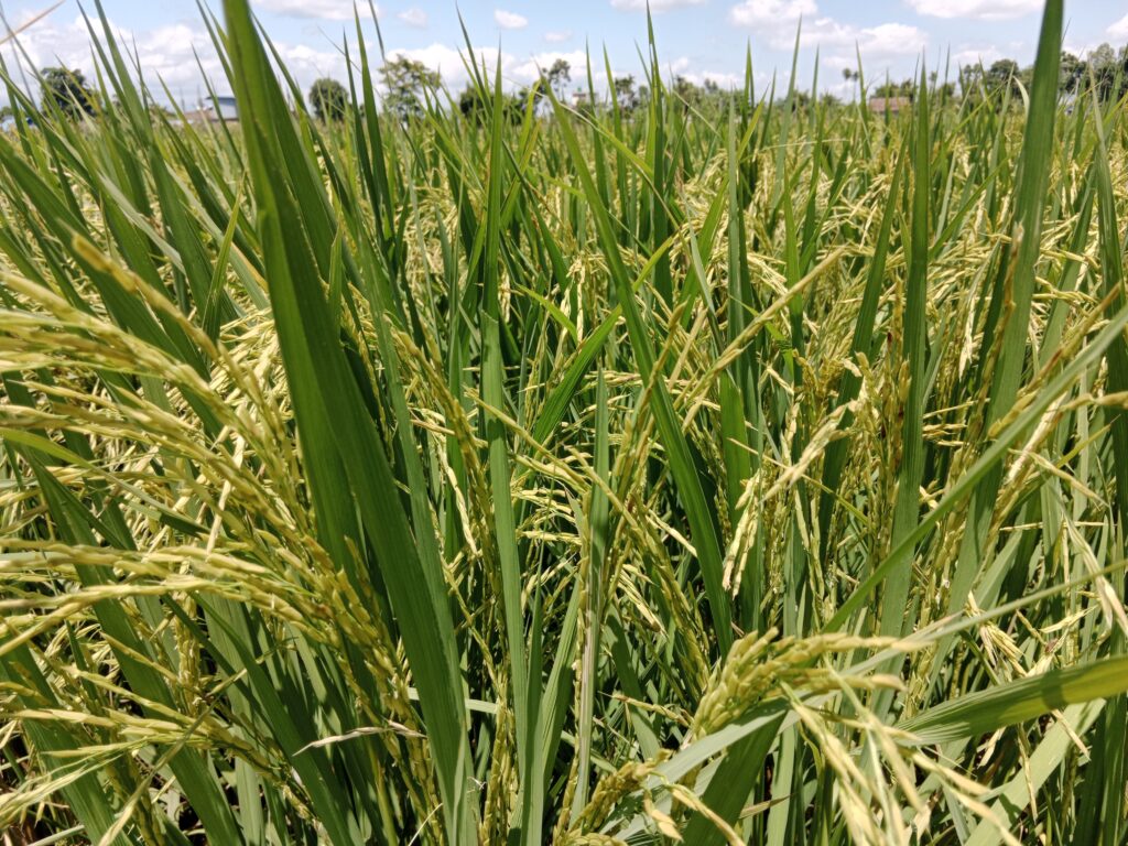 Suwashi Rice Cultivation