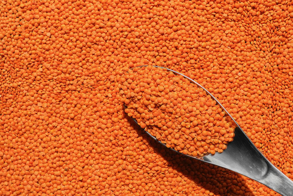 Lentil Farming Profit Per Acre