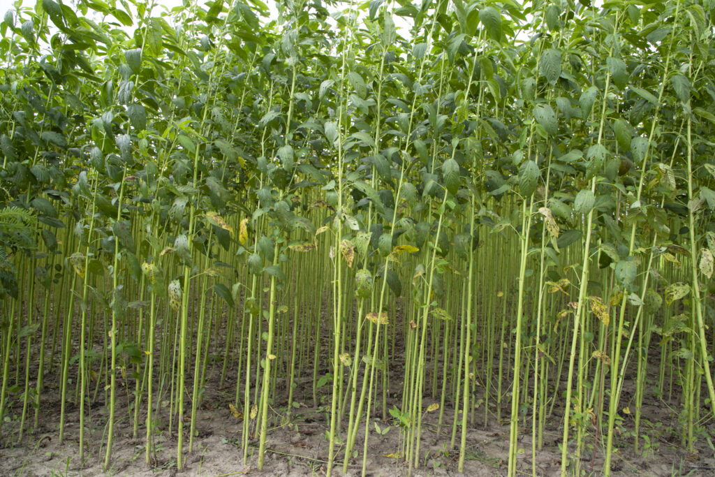 Jute Farming Profit Per Acre