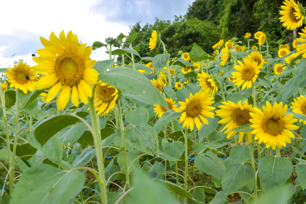 Sunflower Farming Profit Per Acre