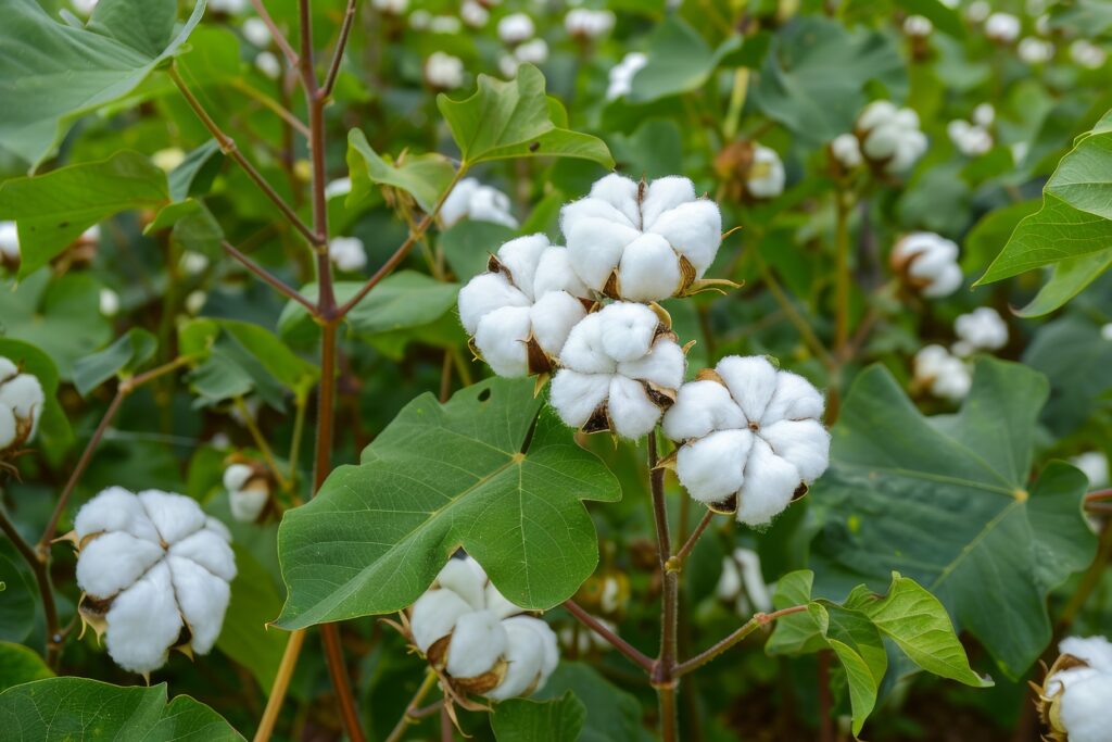 Cotton Farming Profit Per Acre