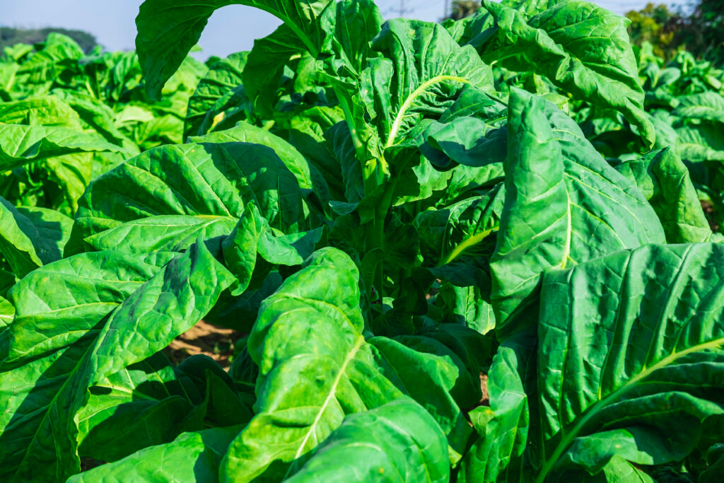 tobacco farming profit per acre