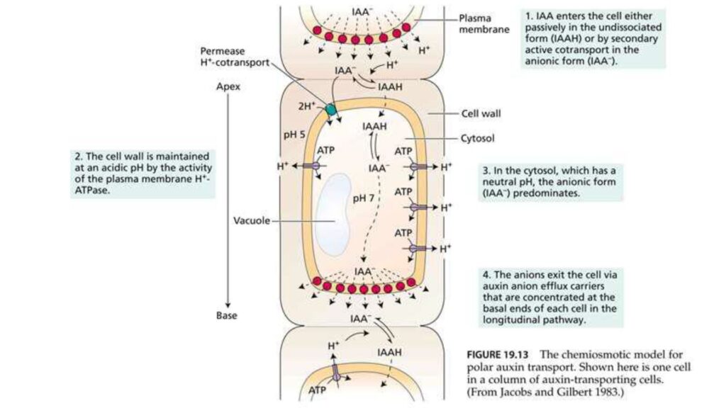 Development of ABCB-Type Activity Sensors for Auxin/Brassinosteroids