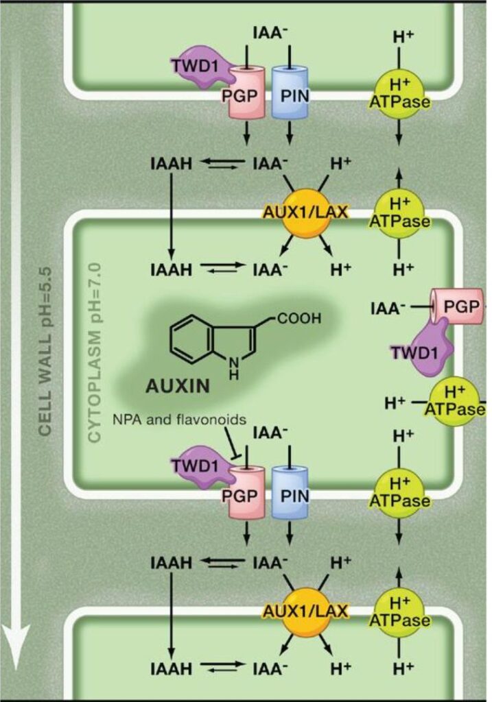Developing auxin/brassinosteroid biosensors