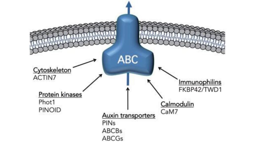 Developing auxin/brassinosteroid biosensors