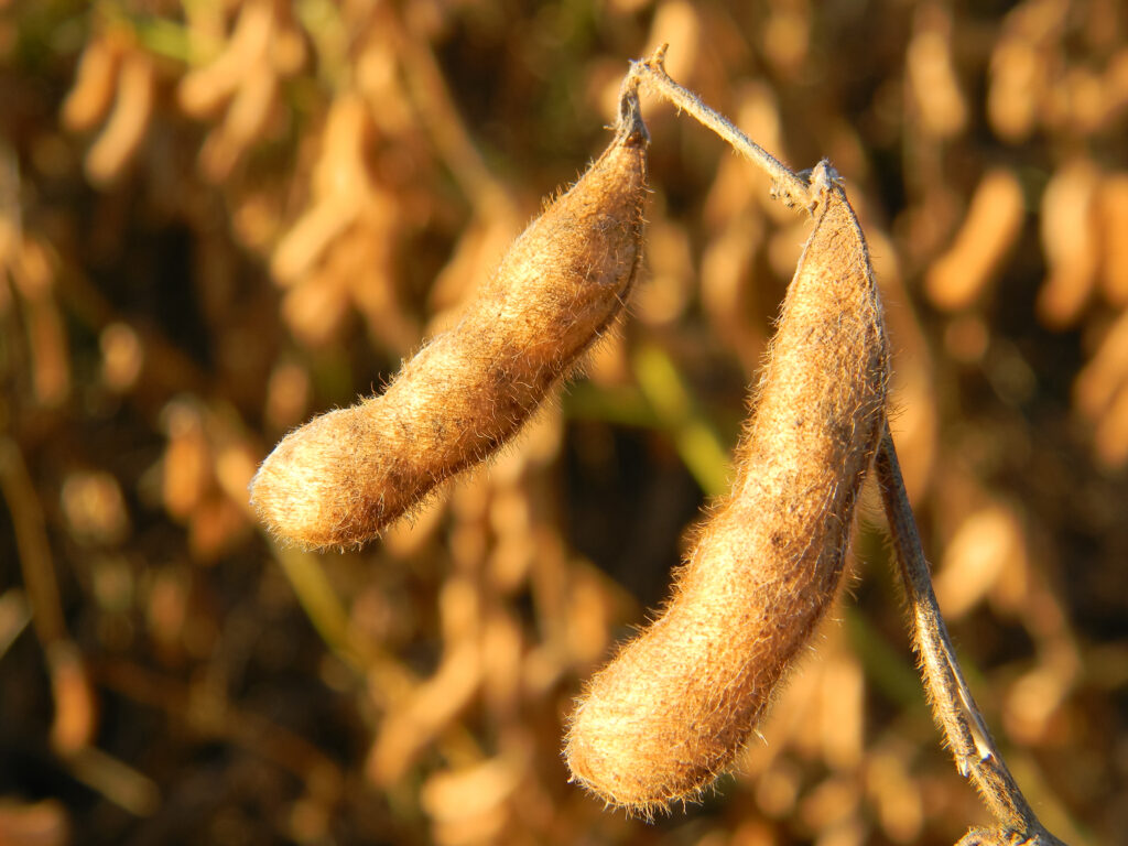 Soybean Farming Profit Per Acre