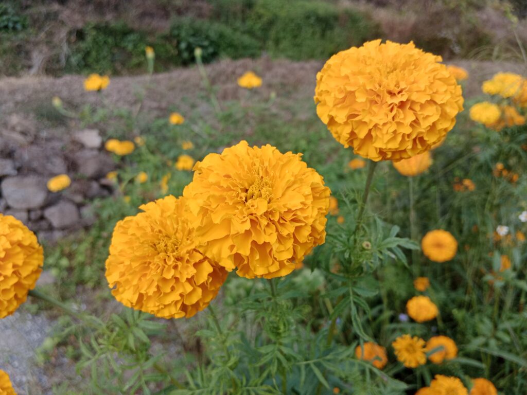 Marigold Farming Profit Per Acre