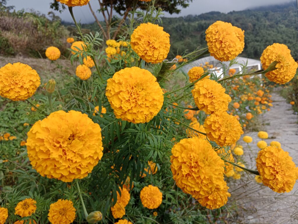Marigold Farming Profit Per Acre