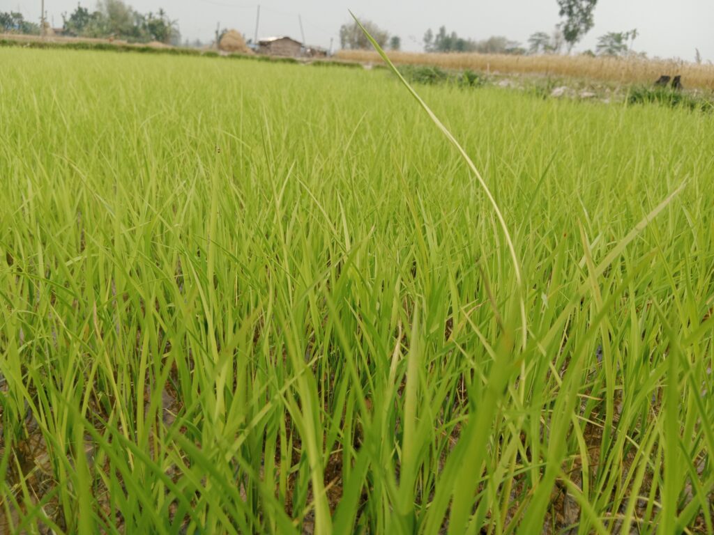 Suwashi Rice Cultivation
