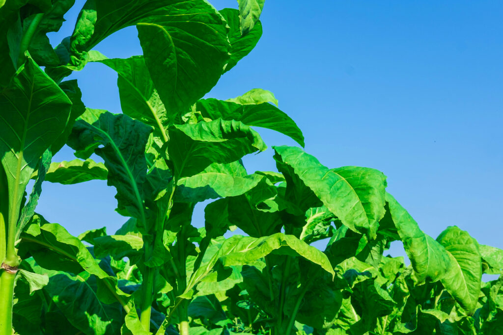 Tobacco Farming Profit Per Acre