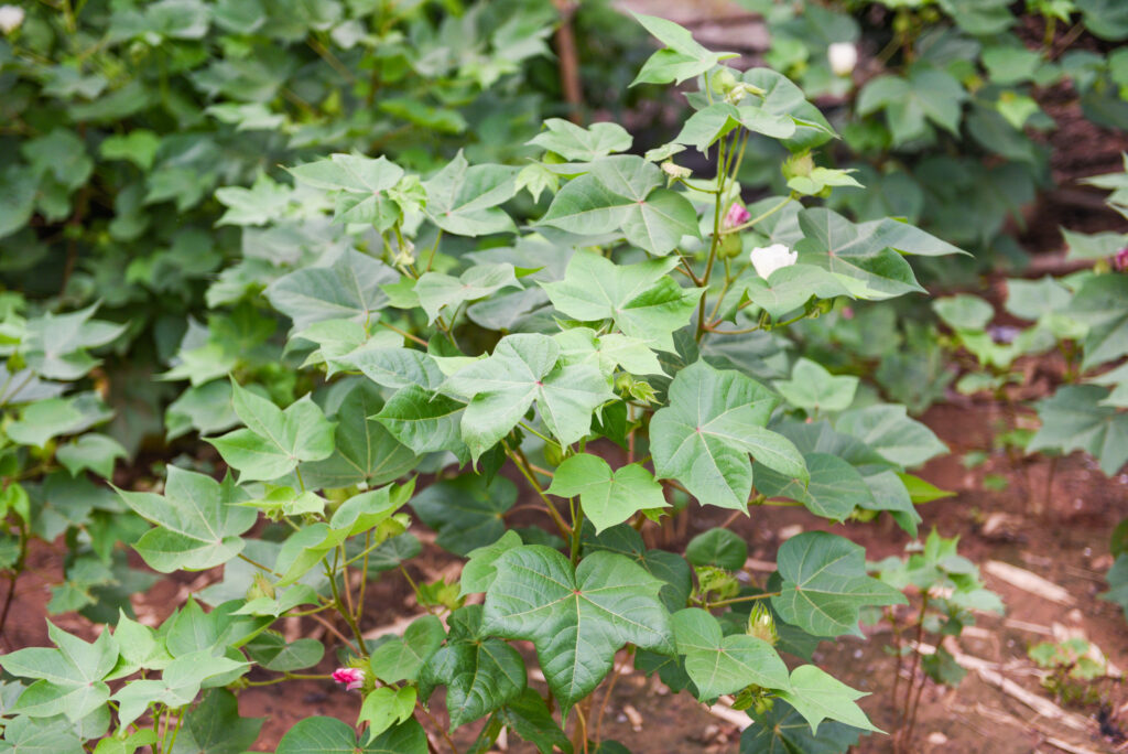 Cotton Farming Profit Per Acre