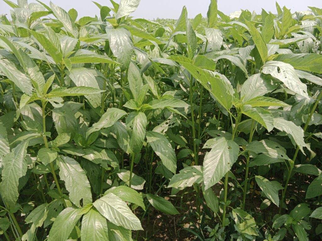 Jute Farming Profit Per Acre