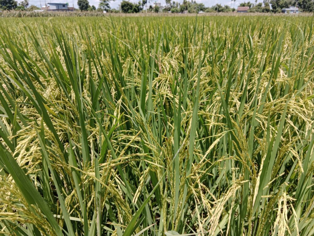 Suwashi Rice Cultivation