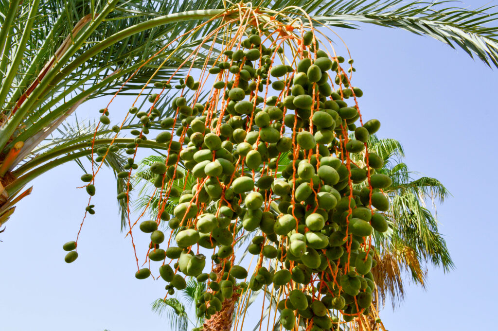 Date Farming Profit Per Acre