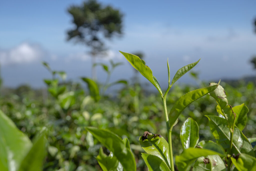 Tea Farming Profit Per Acre