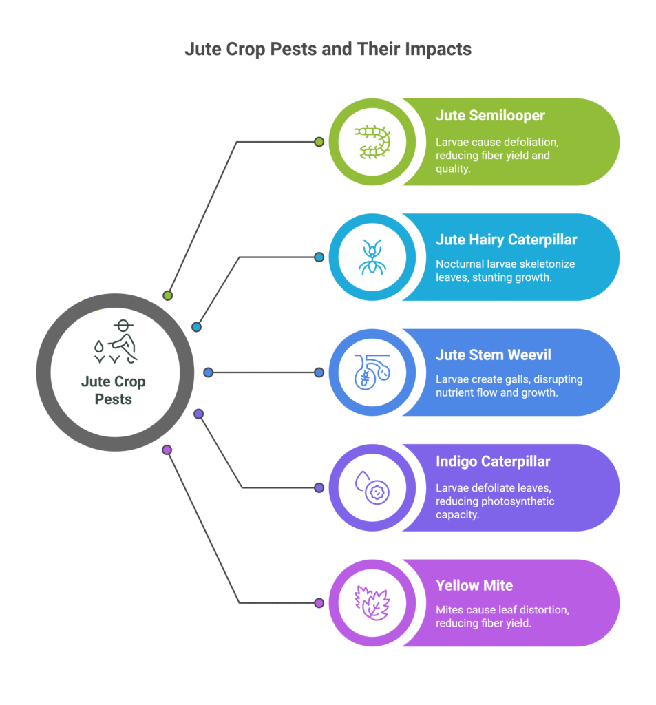 Jute Farming Profit Per Acre