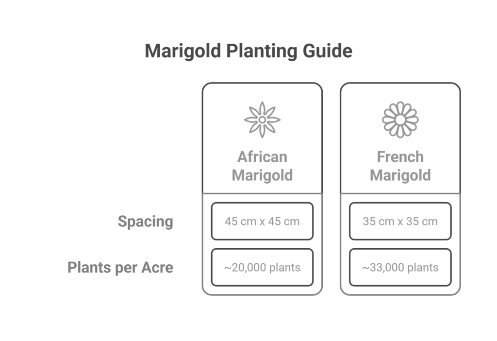 Marigold Farming Profit Per Acre