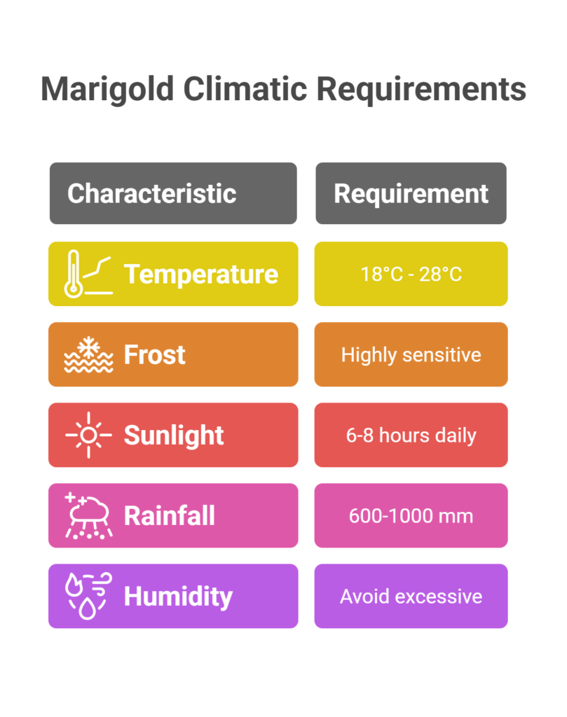 Marigold Farming Profit Per Acre