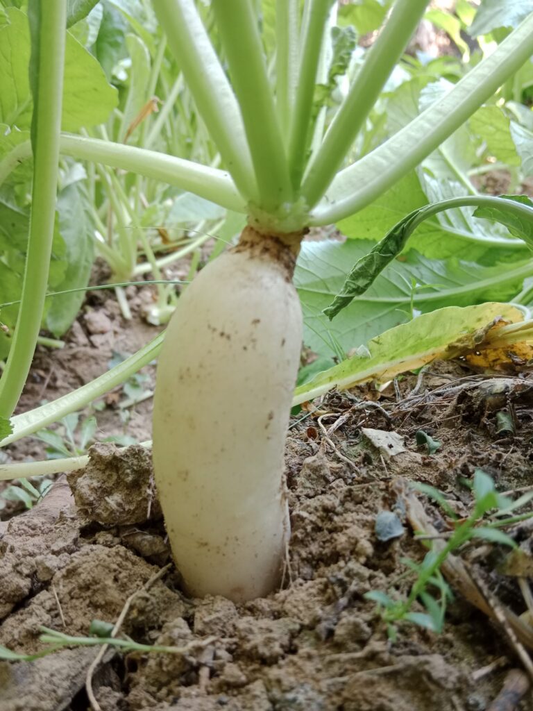 Radish Farming Profit Per Acre