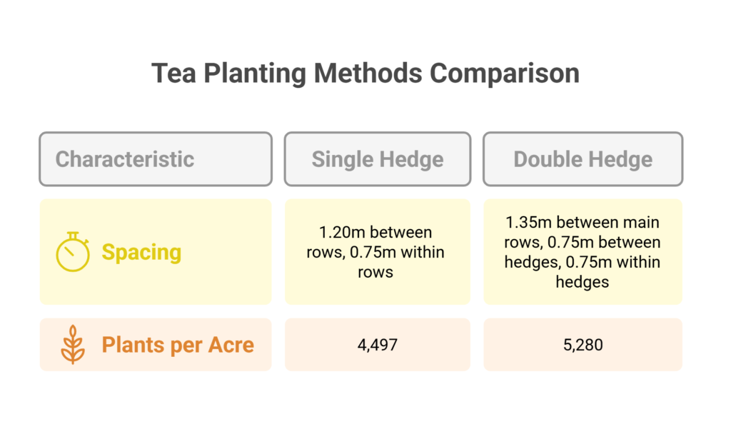 Tea Farming Profit Per Acre