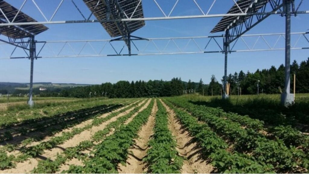 AGRIVOLTAICS CROP PRODUCTION