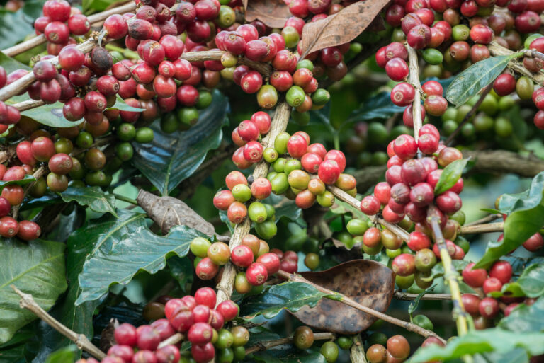 Coffee Farming Profit Per Acre