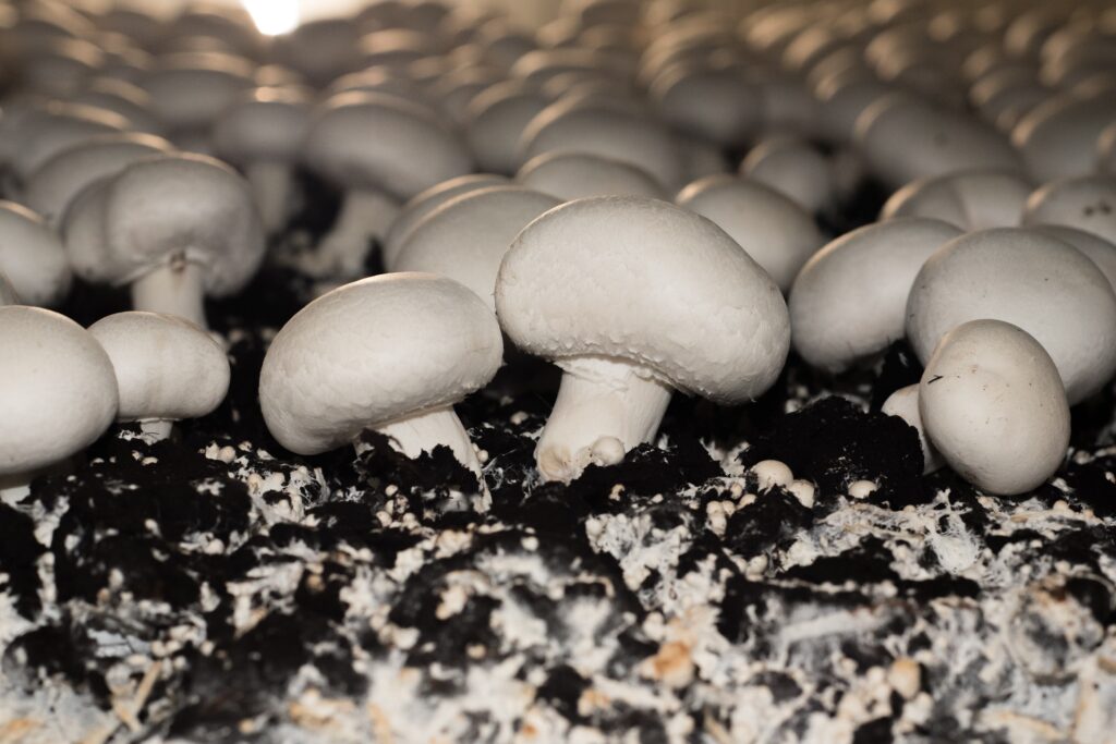 Mushroom Farming Profit
