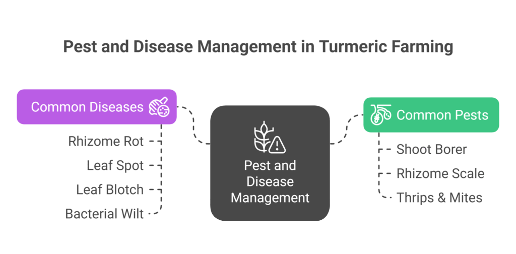 Turmeric Farming Profit Per Acre