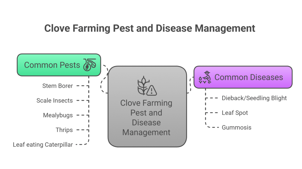 Clove Farming Profit Per Acre