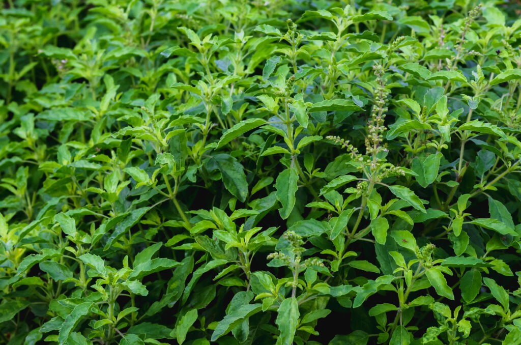 Tulsi Farming Profit Per Acre