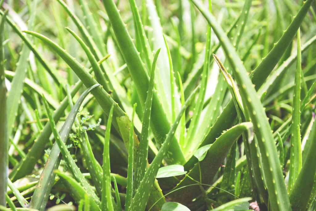 Aloe Vera Farming Profit Per Acre