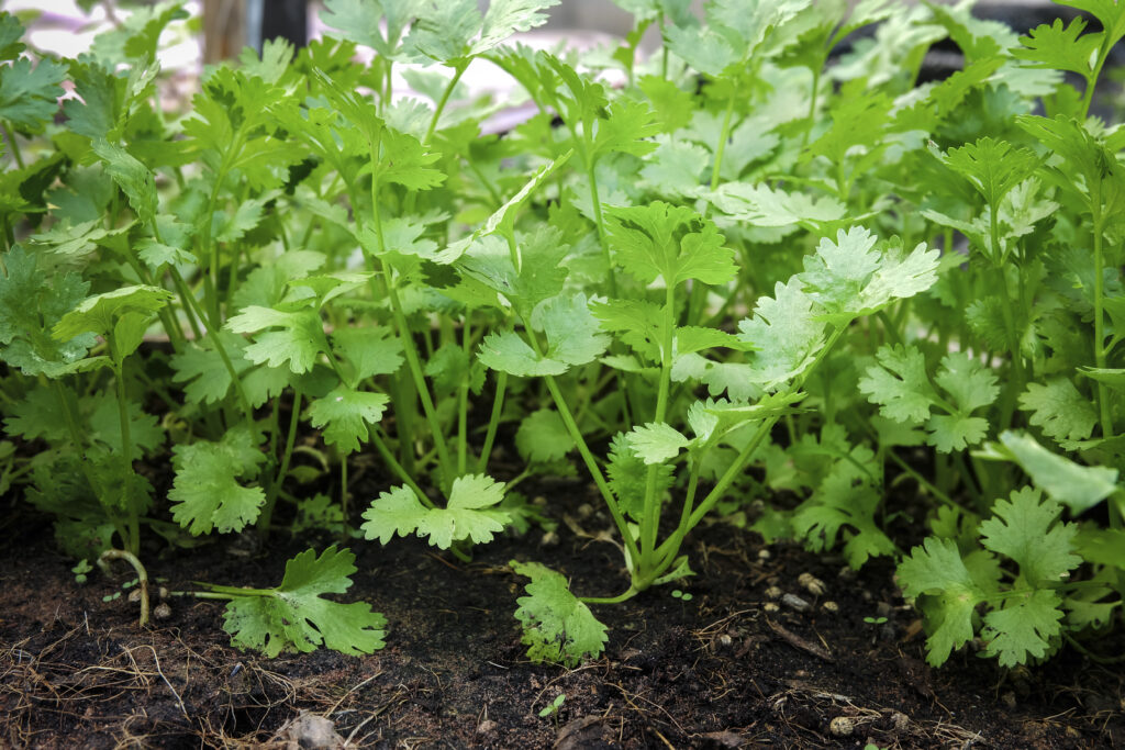 Coriander Farming Profit Per Acre