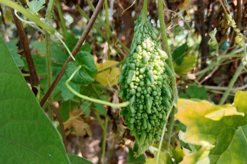Bitter gourd farming profit per acre