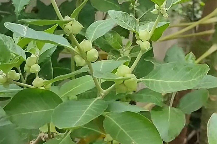Ashwagandha Farming Profit Per Acre